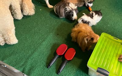 Médiation animale à la micro-crèche