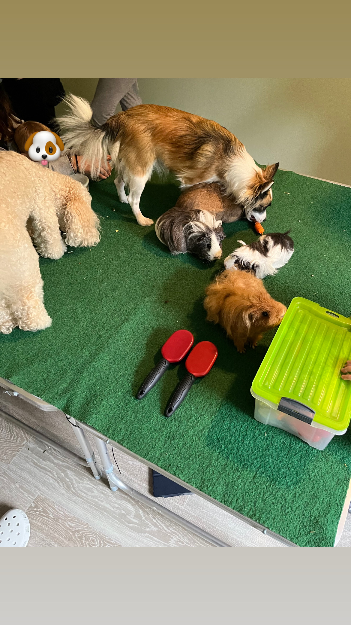 Séance de médiation animale à la micro-crèche avec l’association AIMA : chiens et cochons d’Inde partagent un moment avec les enfants, entre caresses et distribution de carottes dans la micro crèche première escale de Colmar